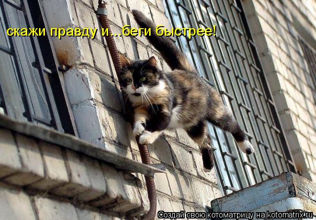 Котоматрица: скажи правду и...беги быстрее!