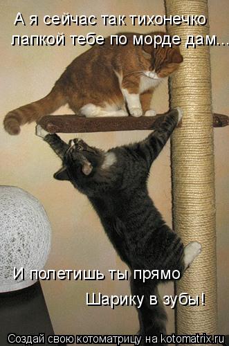 А я сейчас так тихонечко лапкой тебе по морде дам... И полетишь ты прямо Шарику в зубы!... Котоматрица: А я сейчас так тихонечко лапкой тебе по морде дам... И полетишь ты прямо Шарику в зубы!