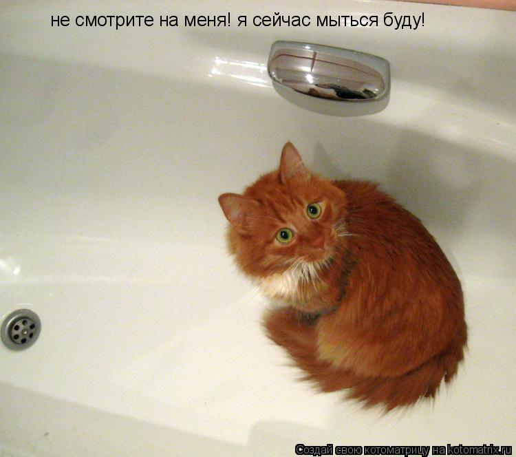 не смотрите на меня! я сейчас мыться буду!... Котоматрица: не смотрите на меня! я сейчас мыться буду!
