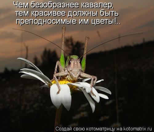 Чем безобразнее кавалер, тем красивее должны быть преподносимые им цветы!..... Котоматрица: Чем безобразнее кавалер, тем красивее должны быть преподносимые им цветы!..