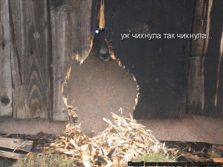 уж чихнула так чихнула...... Котоматрица: уж чихнула так чихнула...
