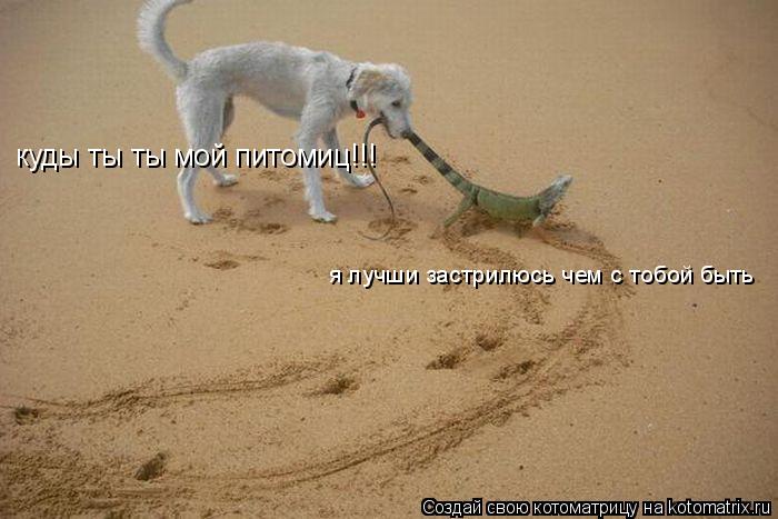 Котоматрица: куды ты ты мой питомиц!!! я лучши застрилюсь чем с тобой быть