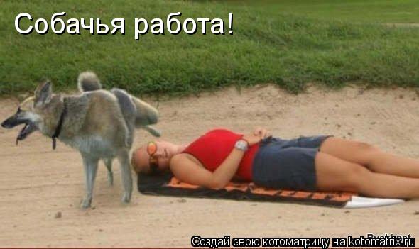 Собачья работа!... Котоматрица: Собачья работа!