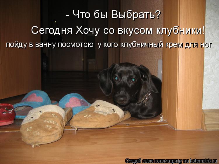 - Что бы Выбрать? Сегодня Хочу со вкусом клубники! пойду в ванну посмотрю у кого клубничный крем для... Котоматрица: - Что бы Выбрать? Сегодня Хочу со вкусом клубники! пойду в ванну посмотрю у кого клубничный крем для ног