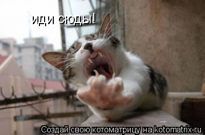 иди сюды!... Котоматрица: иди сюды!