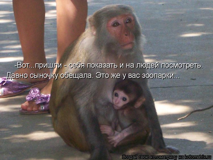 Давно сыночку обещала. Это же у вас зоопарки... -Вот...пришли - себя показать и на людей посмотреть.... Котоматрица: Давно сыночку обещала. Это же у вас зоопарки... -Вот...пришли - себя показать и на людей посмотреть.