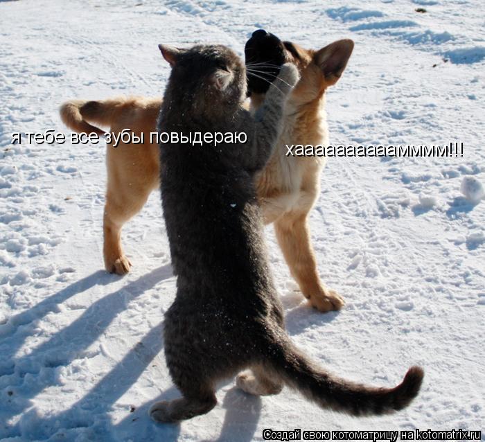 я тебе все зубы повыдераю хаааааааааамммм!!!... Котоматрица: я тебе все зубы повыдераю хаааааааааамммм!!!