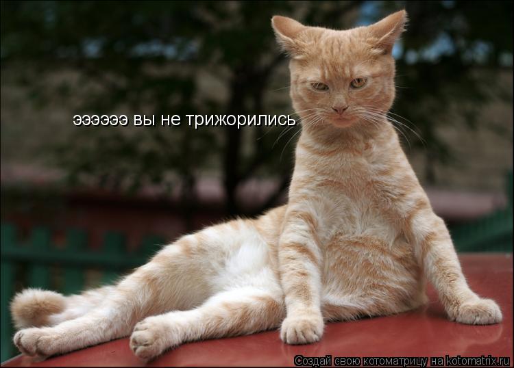 ээээээ вы не трижорились... Котоматрица: ээээээ вы не трижорились