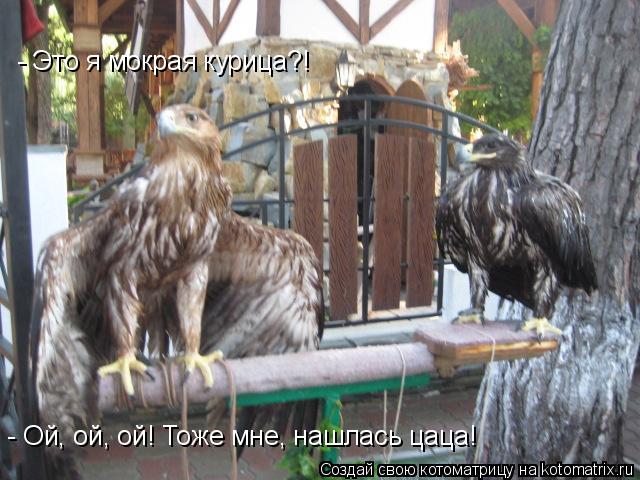 - Это я мокрая курица?! - Ой, ой, ой! Тоже мне, нашлась цаца!... Котоматрица: - Это я мокрая курица?! - Ой, ой, ой! Тоже мне, нашлась цаца!