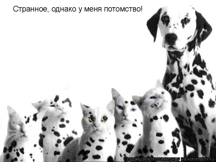 Странное, однако у меня потомство!... Котоматрица: Странное, однако у меня потомство!