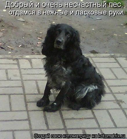 отдамся в нежные и ласковые руки. Добрый и очень несчастный пес,... Котоматрица: отдамся в нежные и ласковые руки. Добрый и очень несчастный пес,