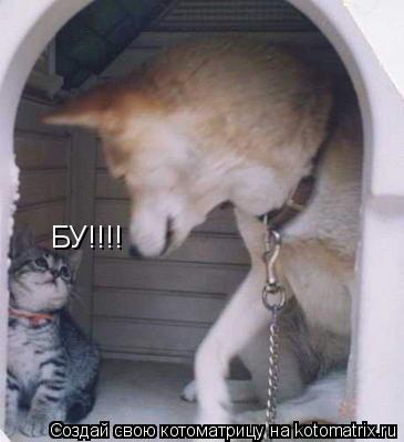 БУ!!!!... Котоматрица: БУ!!!!