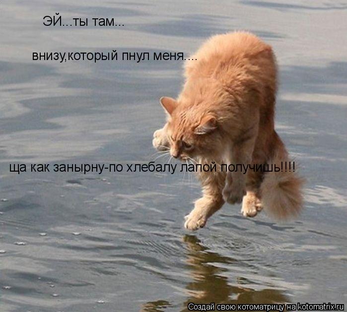 ЭЙ...ты там... внизу,который пнул меня.... ща как занырну-по хлебалу лапой получишь!!!!... Котоматрица: ЭЙ...ты там... внизу,который пнул меня.... ща как занырну-по хлебалу лапой получишь!!!!