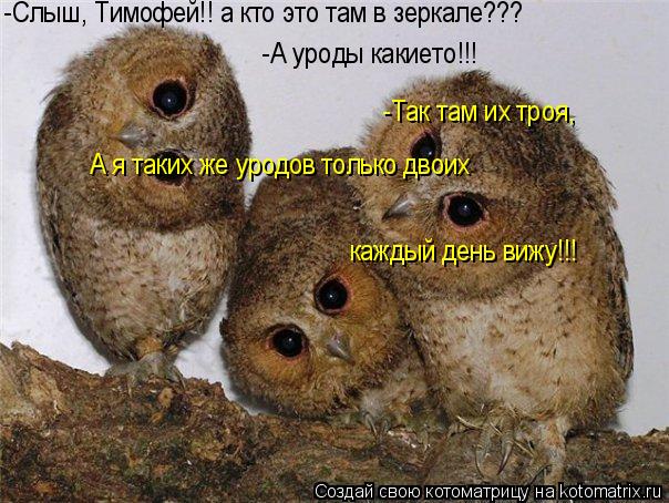 -Слыш, Тимофей!! а кто это там в зеркале??? -А уроды какието!!! -Так там их троя, А я таких же уродо... Котоматрица: -Слыш, Тимофей!! а кто это там в зеркале??? -А уроды какието!!! -Так там их троя, А я таких же уродов только двоих каждый день вижу!!!