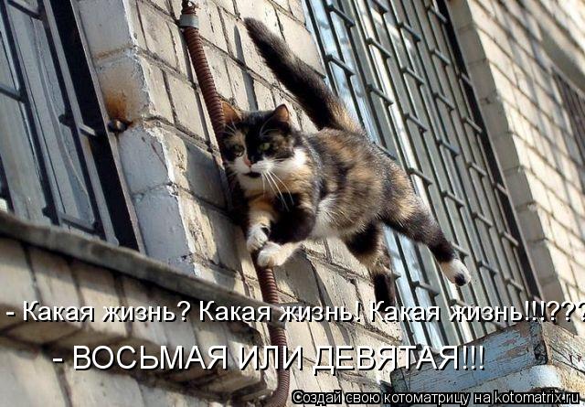 Котоматрица: - ВОСЬМАЯ ИЛИ ДЕВЯТАЯ!!! - Какая жизнь? Какая жизнь! Какая жизнь!!!???