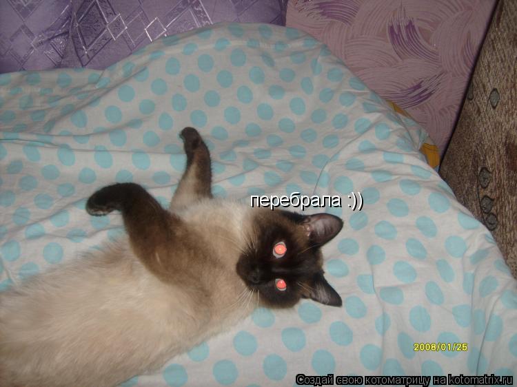 перебрала :))... Котоматрица: перебрала :))
