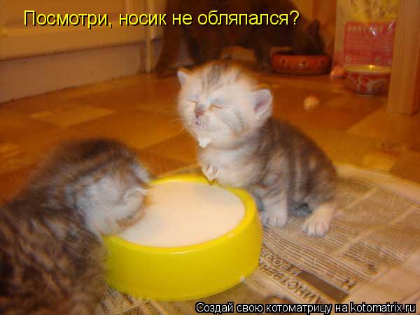 Посмотри, носик не обляпался?... Котоматрица: Посмотри, носик не обляпался?