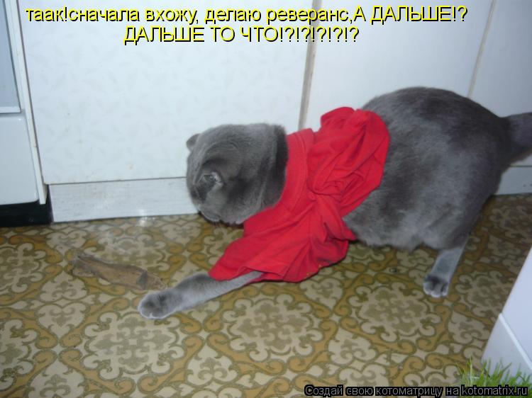 таак!сначала вхожу, делаю реверанс,А ДАЛЬШЕ!? ДАЛЬШЕ ТО ЧТО!?!?!?!?!?... Котоматрица: таак!сначала вхожу, делаю реверанс,А ДАЛЬШЕ!? ДАЛЬШЕ ТО ЧТО!?!?!?!?!?