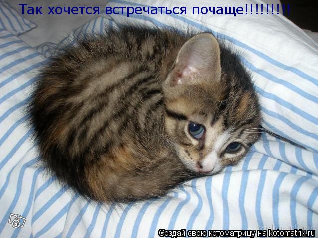 Так хочется встречаться почаще!!!!!!!!!... Котоматрица: Так хочется встречаться почаще!!!!!!!!!