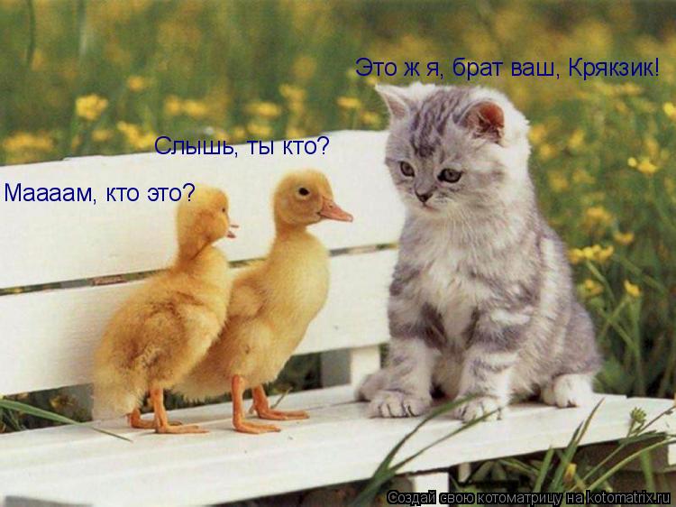 Маааам, кто это? Слышь, ты кто? Это ж я, брат ваш, Крякзик!... Котоматрица: Маааам, кто это? Слышь, ты кто? Это ж я, брат ваш, Крякзик!