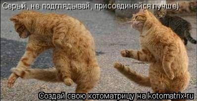 Серый, не подглядывай, присоединяйся лучше)... Котоматрица: Серый, не подглядывай, присоединяйся лучше)