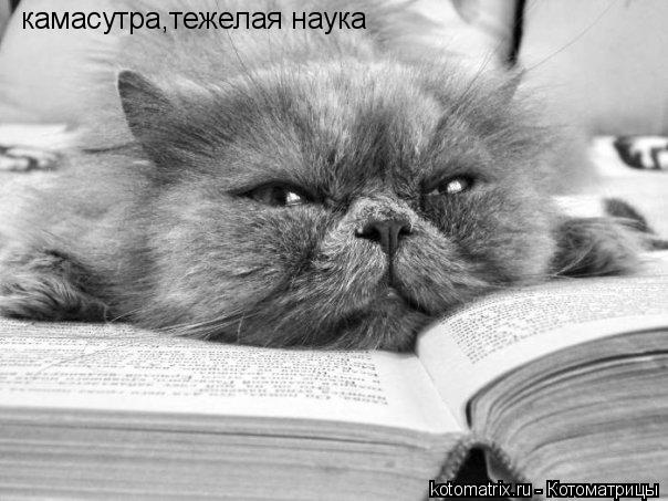 камасутра,тежелая наука... Котоматрица: камасутра,тежелая наука