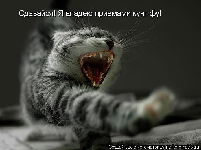 Сдавайся! Я владею приемами кунг-фу!... Котоматрица: Сдавайся! Я владею приемами кунг-фу!