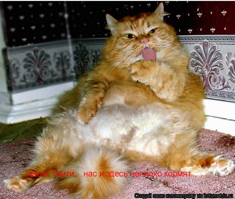 Котоматрица: - Таити, Таити....нас и здесь неплохо кормят...