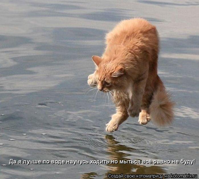 Да я лучше по воде научусь ходить,но мыться всё равно не буду!... Котоматрица: Да я лучше по воде научусь ходить,но мыться всё равно не буду!