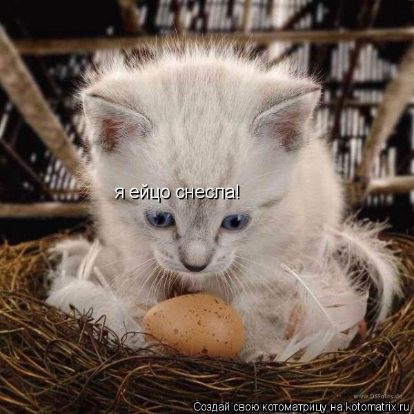 Котоматрица: я ейцо снесла!