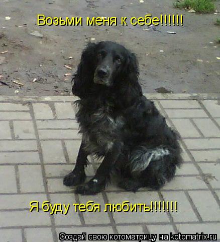 Возьми меня к себе!!!!!! Я буду тебя любить!!!!!!!... Котоматрица: Возьми меня к себе!!!!!! Я буду тебя любить!!!!!!!