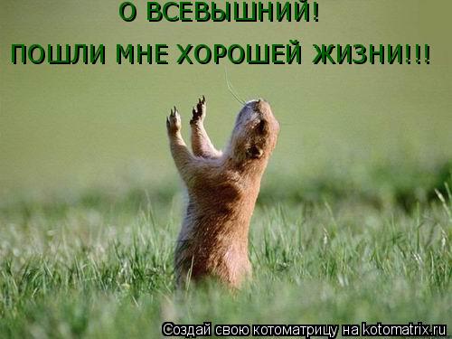 О ВСЕВЫШНИЙ! ПОШЛИ МНЕ ХОРОШЕЙ ЖИЗНИ!!!... Котоматрица: О ВСЕВЫШНИЙ! ПОШЛИ МНЕ ХОРОШЕЙ ЖИЗНИ!!!