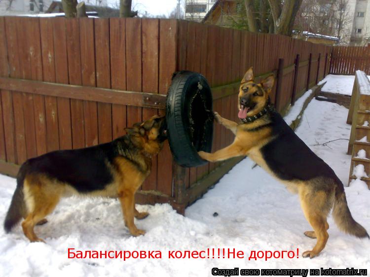 Балансировка колес!!!!Не дорого!... Котоматрица: Балансировка колес!!!!Не дорого!