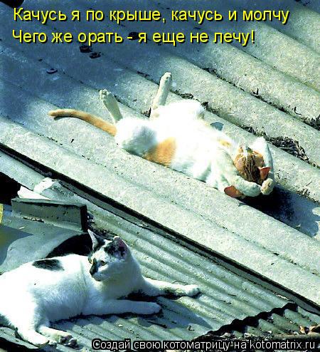 Качусь я по крыше, качусь и молчу Чего же орать - я еще не лечу!... Котоматрица: Качусь я по крыше, качусь и молчу Чего же орать - я еще не лечу!