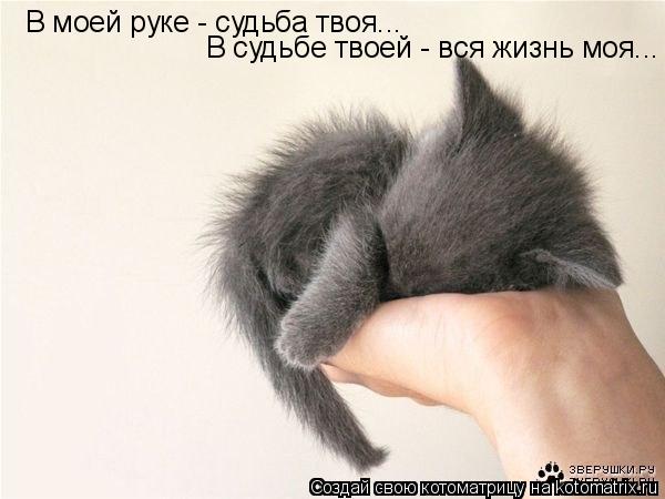 В моей руке - судьба твоя... В судьбе твоей - вся жизнь моя...... Котоматрица: В моей руке - судьба твоя... В судьбе твоей - вся жизнь моя...