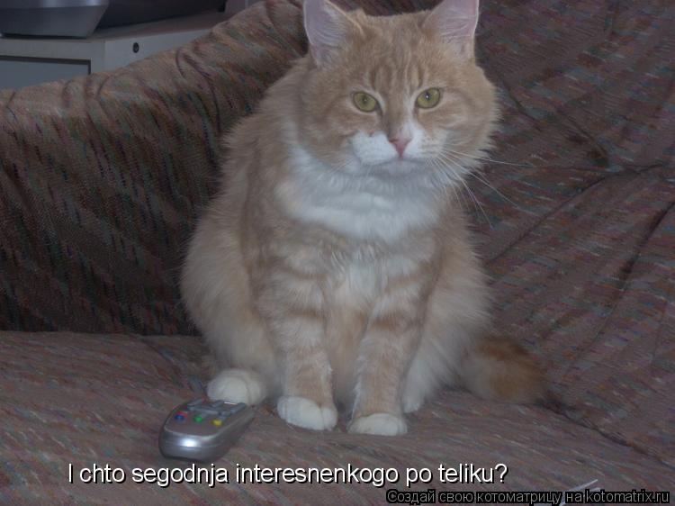 I chto segodnja interesnenkogo po teliku?... Котоматрица: I chto segodnja interesnenkogo po teliku?