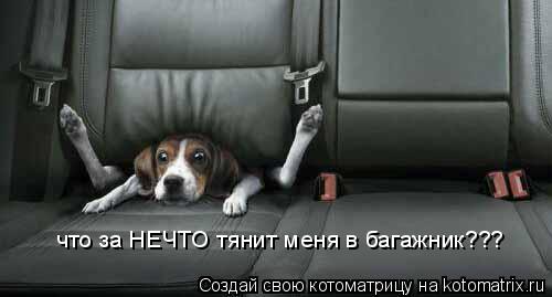что за НЕЧТО тянит меня в багажник???... Котоматрица: что за НЕЧТО тянит меня в багажник???