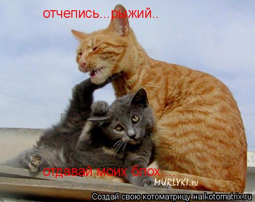 отчепись...рыжий.. отдавай моих блох....... Котоматрица: отчепись...рыжий.. отдавай моих блох....