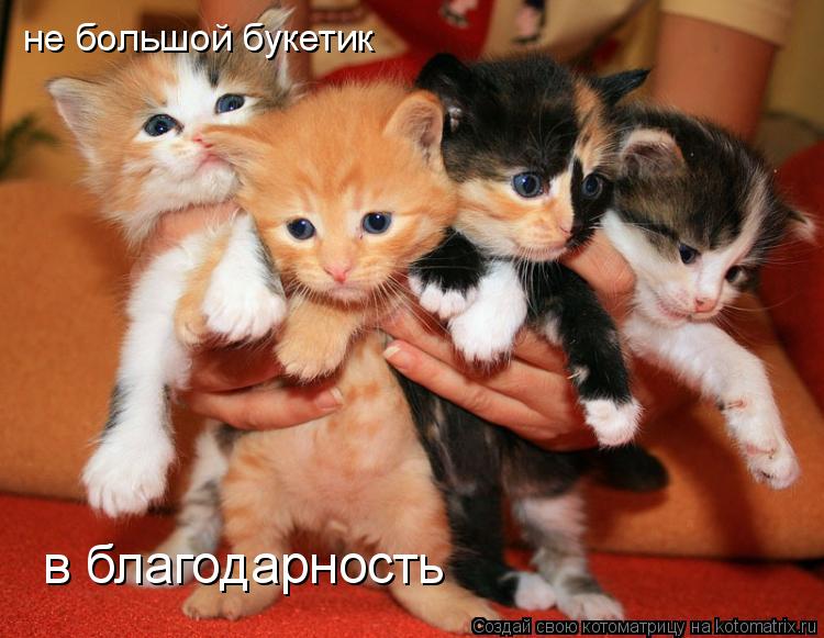 Котоматрица: не большой букетик  в благодарность