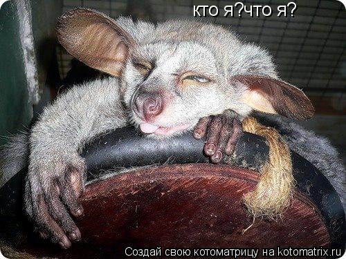 кто я?что я?... Котоматрица: кто я?что я?