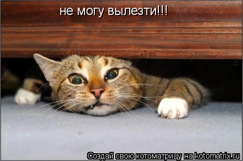 не могу вылезти!!!... Котоматрица: не могу вылезти!!!