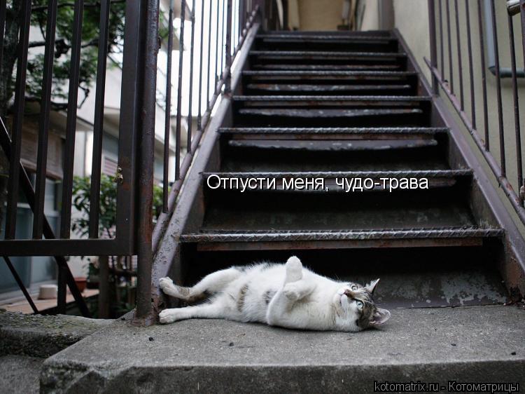 Котоматрица: Отпусти меня, чудо-трава