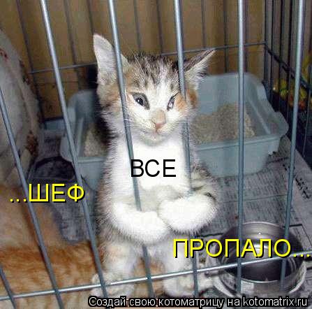 ...ШЕФ ВСЕ ПРОПАЛО...... Котоматрица: ...ШЕФ ВСЕ ПРОПАЛО...