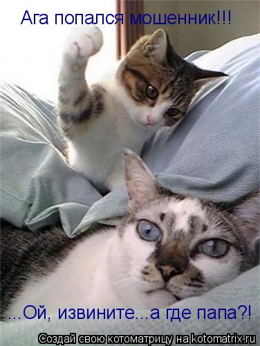 Котоматрица: Ага попался мошенник!!! ...Ой, извините...а где папа?!