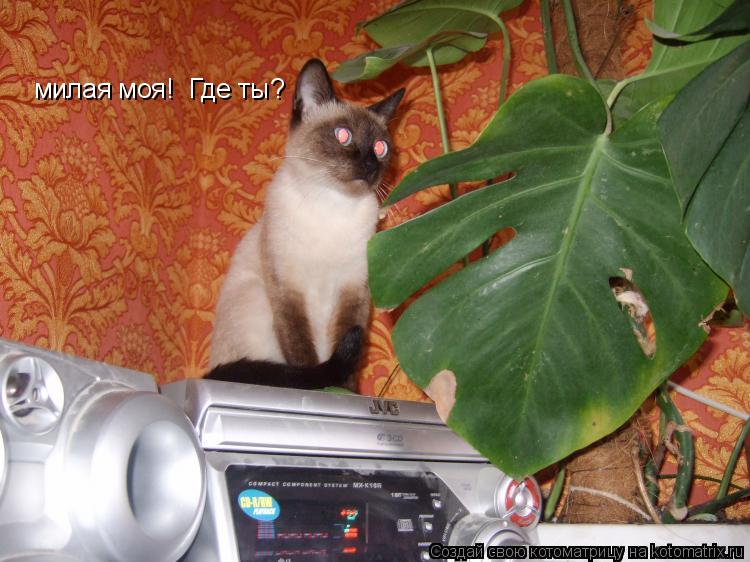 милая моя! Где ты?... Котоматрица: милая моя! Где ты?