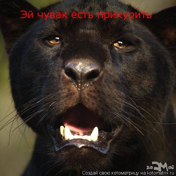 Эй чувак есть прикурить... Котоматрица: Эй чувак есть прикурить