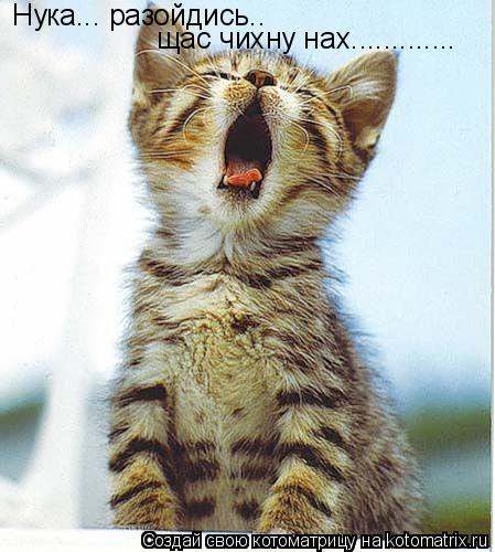 Нука... разойдись.. щас чихну нах................ Котоматрица: Нука... разойдись.. щас чихну нах.............
