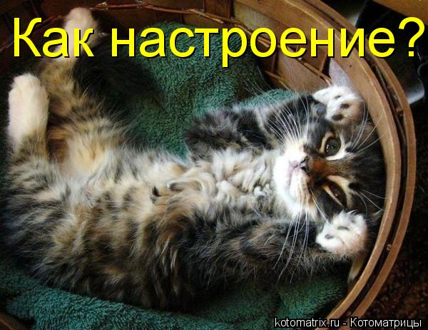 Как настроение?... Котоматрица: Как настроение?