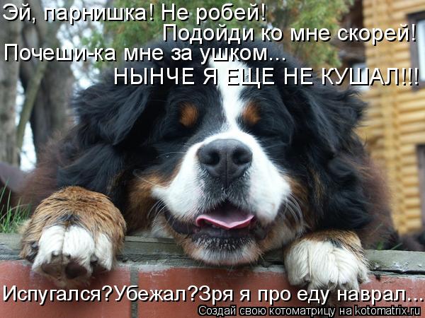 Эй, парнишка! Не робей! Подойди ко мне скорей! Почеши-ка мне за ушком... НЫНЧЕ Я ЕЩЕ НЕ КУШАЛ!!! Испу... Котоматрица: Эй, парнишка! Не робей! Подойди ко мне скорей! Почеши-ка мне за ушком... НЫНЧЕ Я ЕЩЕ НЕ КУШАЛ!!! Испугался?Убежал?Зря я про еду наврал...