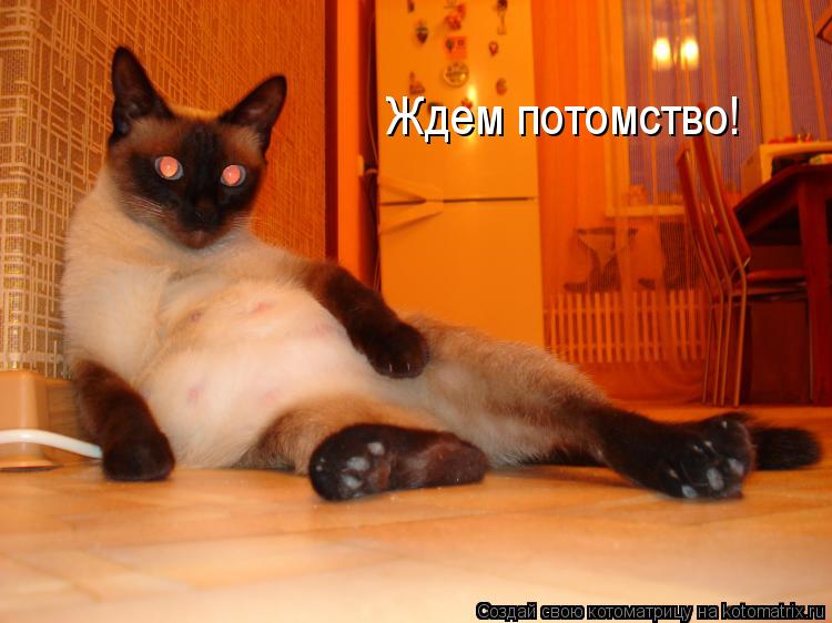 Ждем потомство!... Котоматрица: Ждем потомство!